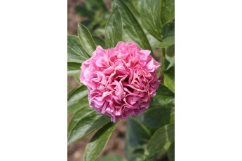CARNATION BOUQUET